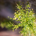 _IMG_7418.JPG
