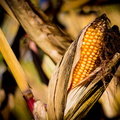 _IMG_7166.JPG