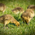 IMG_2743.jpg