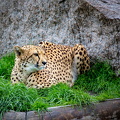 KL2A5168.jpg